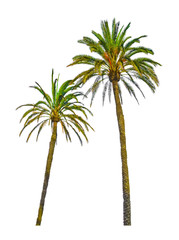 Obraz premium Palm trees isolated on white background