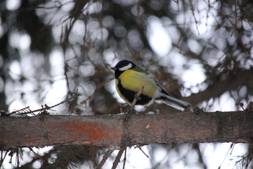 tit bird sits on a tree branch closeup