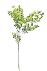 bright green young maple isolated on white