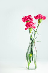 Three pink cloves in a glass vase (bottle) with water on a white table, on a white background. Greeting card for mother's day, international women's day.