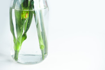 Green stems in water in a glass bottle on a white background. Interior decoration. Greeting card for mother's day, international women's day.