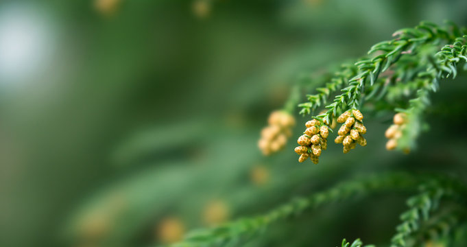 995 Best 杉花粉 Images Stock Photos Vectors Adobe Stock 995 Best 杉花粉 Images Stock Photos Vectors Adobe Stock