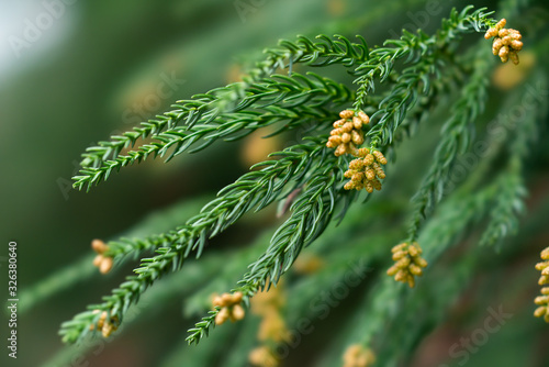 杉 花粉 Wall Mural Wallpaper Murals Wallsheaven Naka