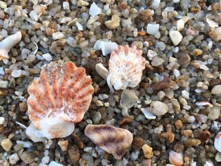 sea shells on the beach