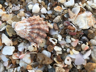 sea shells on the beach