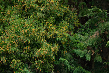 杉・花粉