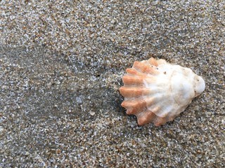 sea shell on the beach