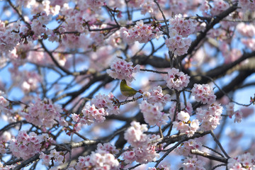 満開の大寒桜と緑色の美しい小鳥（メジロ）003