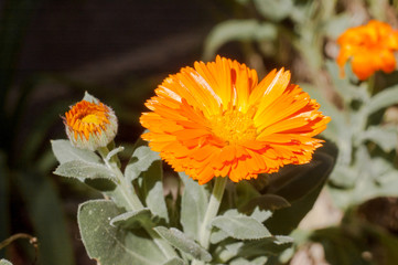 orange flower in the garden