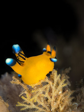 neon yellow thecacera pikachu nudibranch underwater in indonesia