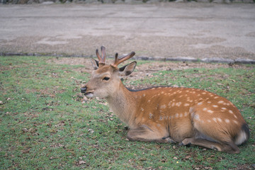 Wild deer in the park and Kasuga Shrine in Nara, Japan