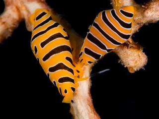 two orange black tiger cowrie nudibranch underwater in indonesia