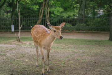 Wild deer in the park and Kasuga Shrine in Nara, Japan