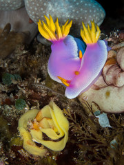 two pink nudibranch with yellow eggs underwater in indonesia