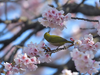 満開の大寒桜と緑色の美しい小鳥（メジロ）007