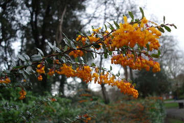 rowan tree in autumn