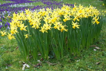 Fototapeta premium yellow daffodils in a field