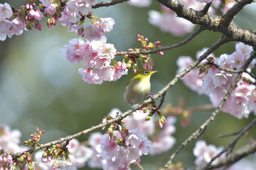 満開の大寒桜と緑色の美しい小鳥（メジロ）009