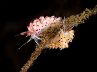 yellow and pink favorinus nudibranch underwater in indonesia