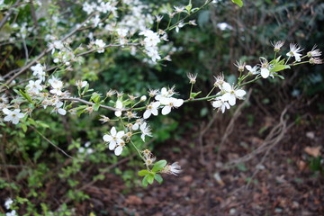 white flowers in garden