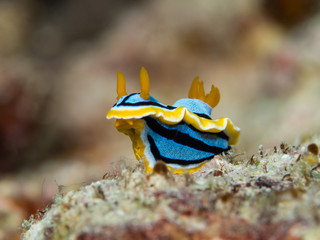 blue yellow black nudibranch underwater in indonesia