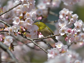 満開の大寒桜と緑色の美しい小鳥（メジロ）012
