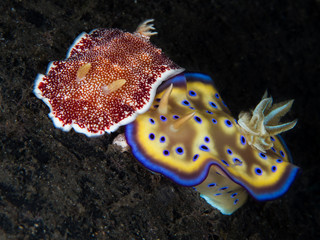 brown and yellow nudibranch underwater in indonesia