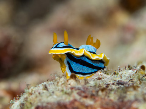 blue yellow black nudibranch underwater in indonesia