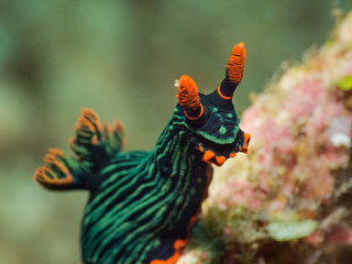 green orange nudibranch underwater in indonesia