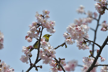 Obraz premium 満開の大寒桜と緑色の美しい小鳥（メジロ）018