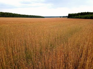 Golden Wheat Field With Sky and forest In Background