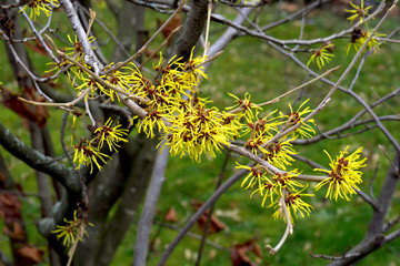 Hamamelis