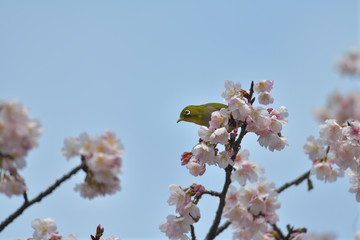 満開の大寒桜と緑色の美しい小鳥（メジロ）019