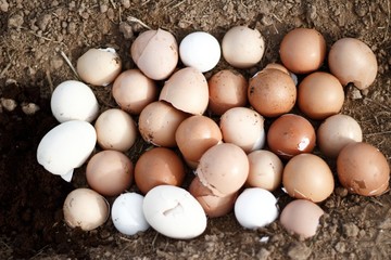 photograph with egg shells as a seed container