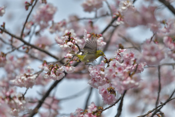 満開の大寒桜と緑色の美しい小鳥（メジロ）010