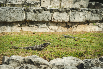 El Ray, Mayan Ruin in Cancun, Mexico