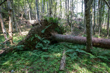 Root of fallen tree in Bohinj forest