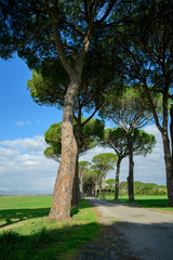 Pine tree alley in Italy
