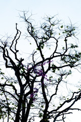 Sky and tree in sunny day