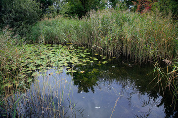 Kleiner Teich mit Schilf und Seerosen