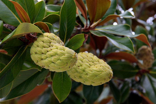 Gummibaum (Ficus elastica) Bl&auml;tter und Fr&uuml;chte
