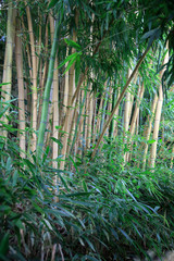 Bambusgras Grün-Pflanze für Park und Gärten