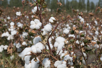 cotton boll on branch close up
