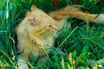 Ginger cat lies in the grass, horizontal view. Red cat outdoors. Pets, animals concept.