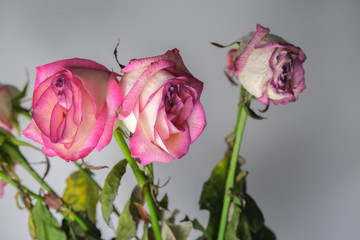 Dried roses, faded flowers.