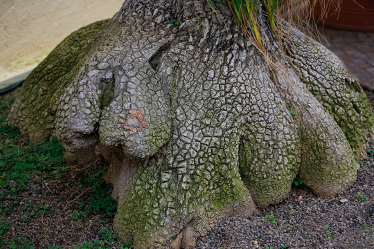 Elefantenfu&szlig; Pflanze oder Flaschenbaum (Beaucarnea recurvata),  alter Stamm, Zierpflanze