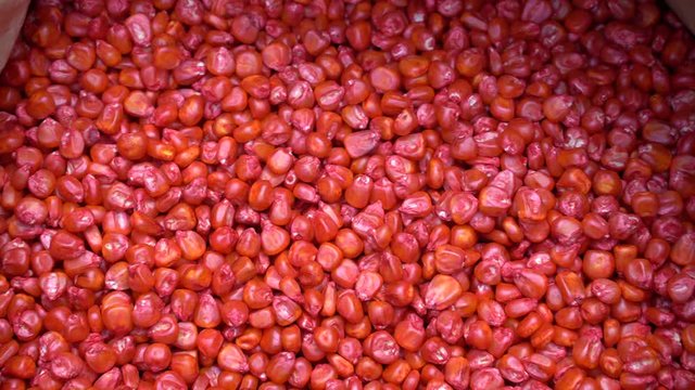 Early corn seeds are chemically treated to sow seeds