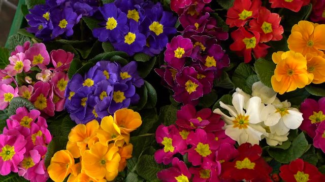 Multicolor Primrose (primula vulgaris) first spring flower blossoming in march. Perennial  primrose in spring primula garden. Colorful primroses flowers, primula polyanthus closeup macro