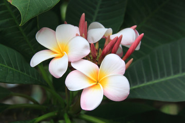 Plumeria Frangipani, Pflanze und Blüten