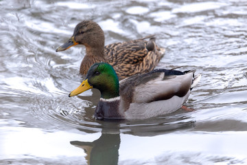 Couple of mallard ducks at the local pond.